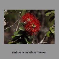 native ohia lehua flower